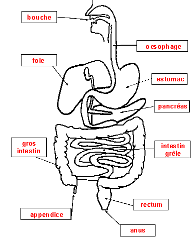 la digestion