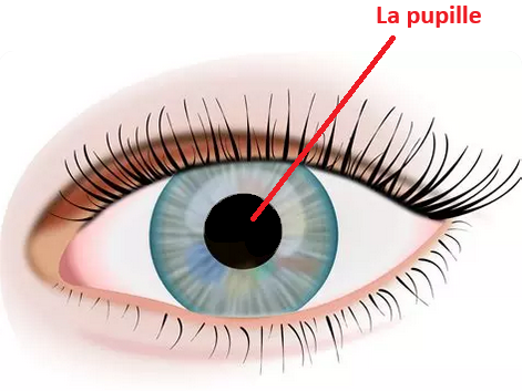 l'oeil et la pupille